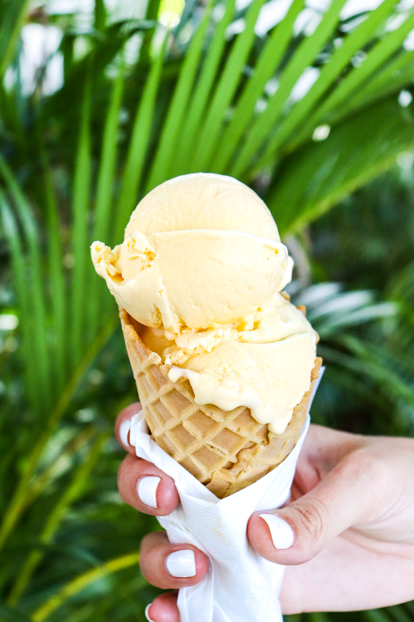 Tampa Ice Cream Cone Photography Ice cream cone with vanilla soft serve and cone cookie